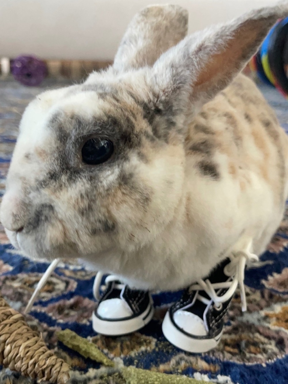 Pet Sneakers Black and White Small Size